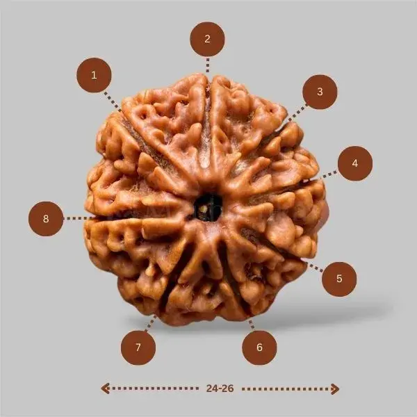 8 Mukhi Rudraksha (Nepal) - Medium