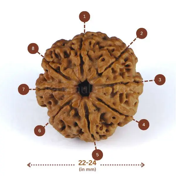 8 Mukhi Rudraksha (Nepal) - Small Bead