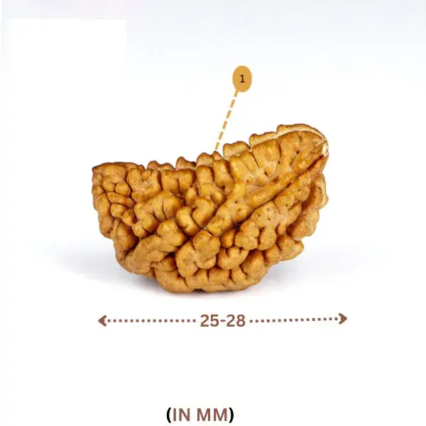1 Mukhi Rudraksha (Indian) - Small Size