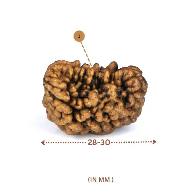 1 Mukhi Rudraksha (Indian) - Medium Size
