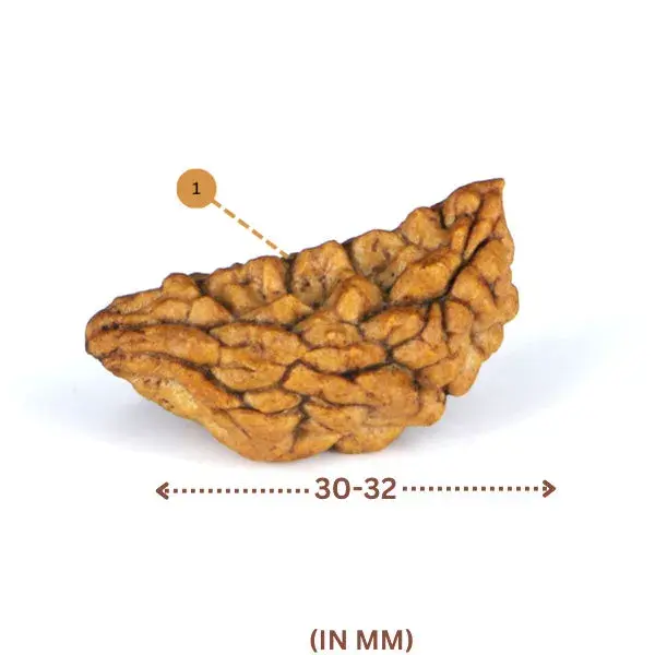 1 Mukhi Rudraksha (Indian) - Big Size