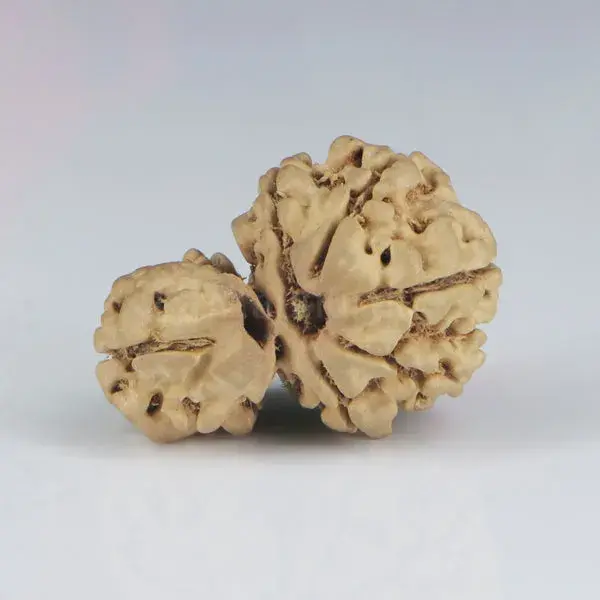 1 Mukhi Sawar Rudraksha (Nepali) - Small Size