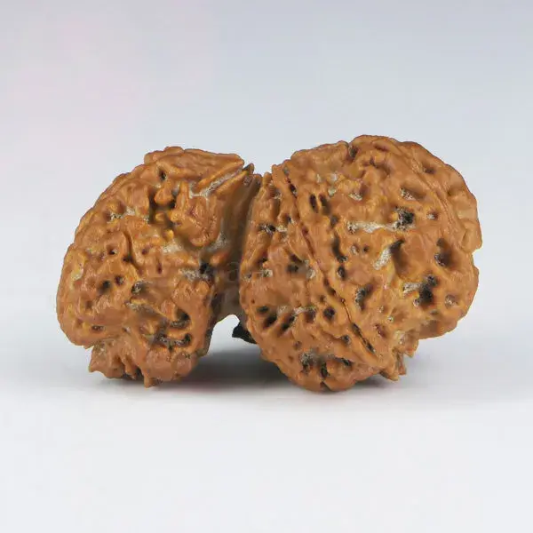 1 Mukhi Sawar Rudraksha (Nepali) - Big Size