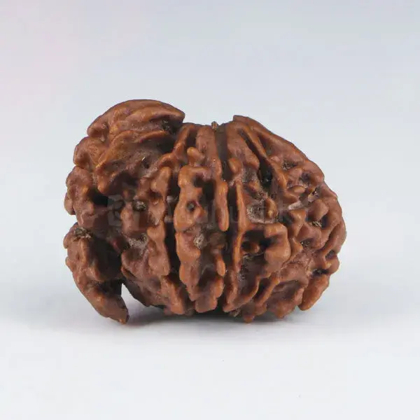 1 Mukhi Sawar Rudraksha (Nepali) - Medium Size