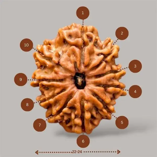 10 Mukhi Rudraksha (Nepali) - Medium