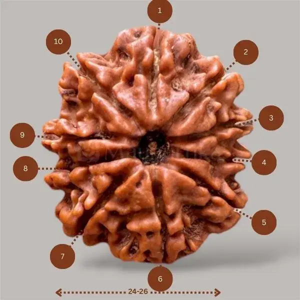 10 Mukhi Rudraksha (Nepali) - Big Size