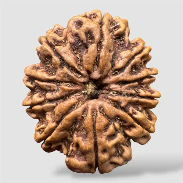 10 Mukhi Rudraksha (Nepali)