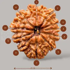 11 Mukhi Rudraksha (Nepali) - Big size