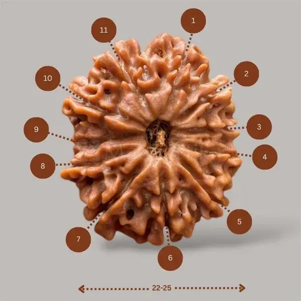 11 Mukhi Rudraksha (Nepali) - Medium