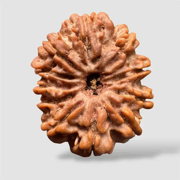 11 Mukhi Rudraksha (Nepali) 