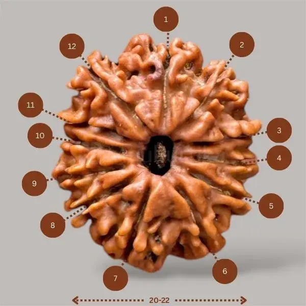 12 Mukhi Rudraksha (Nepali) - Small Size