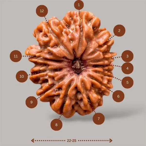 12 Mukhi Rudraksha (Nepali) - Medium Size