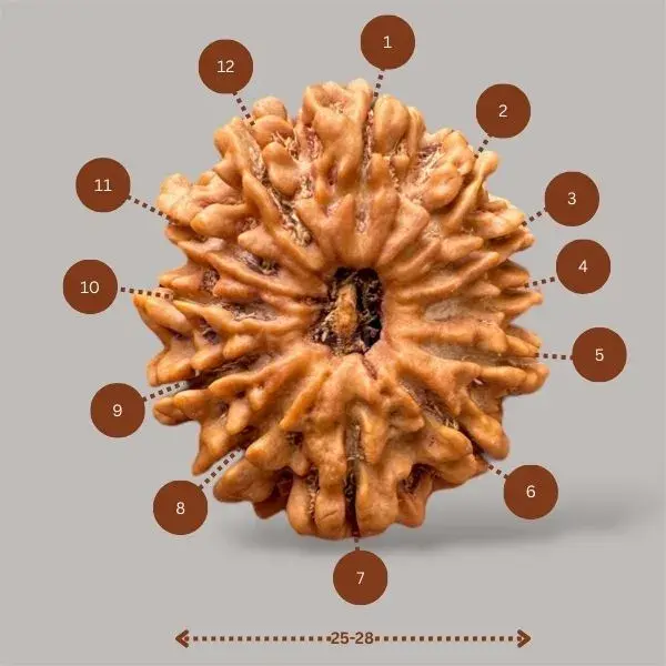 12 Mukhi Rudraksha (Nepali) - Big Size
