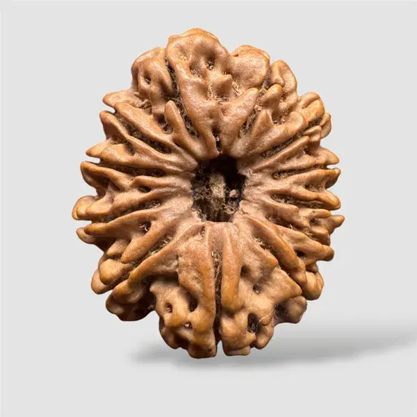 12 Mukhi Rudraksha (Nepali) - Premium