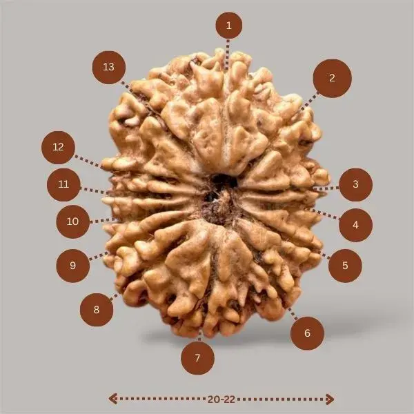 Natural 13 Mukhi Rudraksha - Nepal