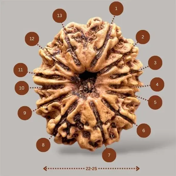 Natural 13 Mukhi Rudraksha (Nepal)