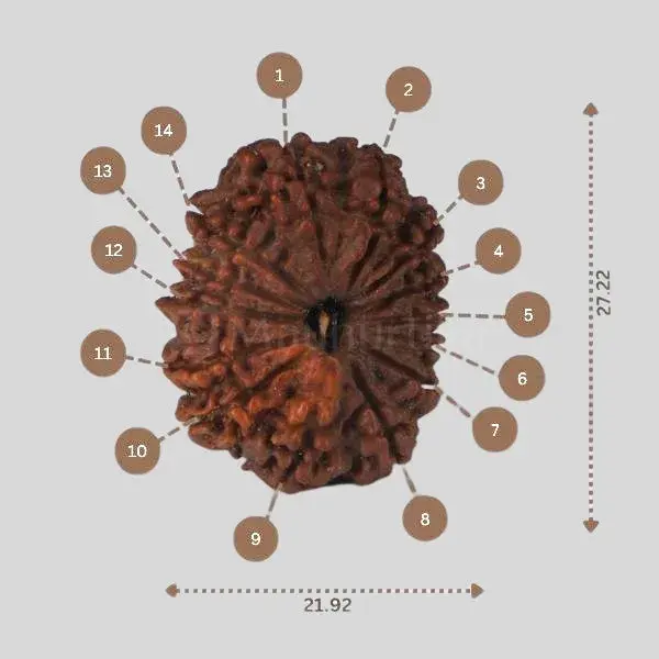 14 Mukhi Rudraksha - Nepali