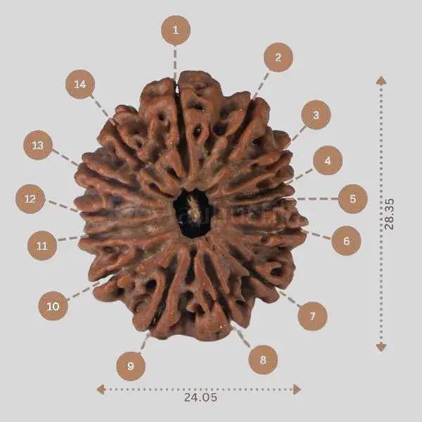 Natural 14 Mukhi Rudraksha - Nepal