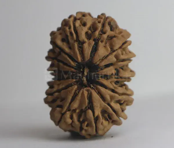 14 Mukhi Rudraksha (Nepali) - Collector Bead