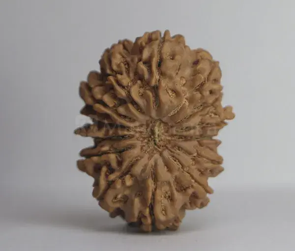 14 Mukhi Rudraksha (Nepali) - Collector Size