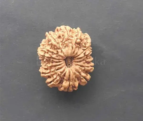 15 Face(mukhi) Rudraksha - origin Nepali