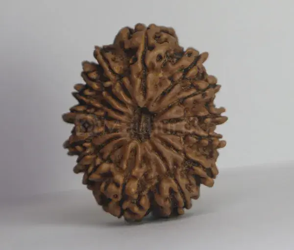 15 Mukhi Rudraksha (Nepali) - Collector Bead