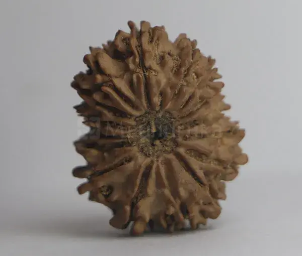 16 Mukhi Rudraksha (Nepali) - Medium Size