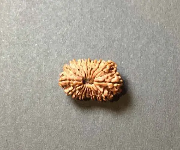 16 Face (mukhi) Rudraksha - Origin Nepal