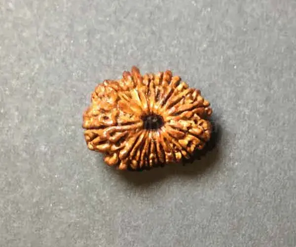 17 Face (mukhi) Rudraksha - Origin Nepal