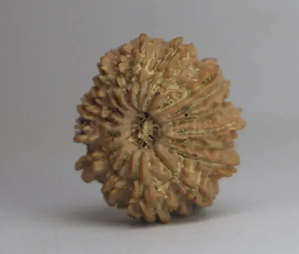 17 Mukhi Rudraksha (Nepali) - Medium Size