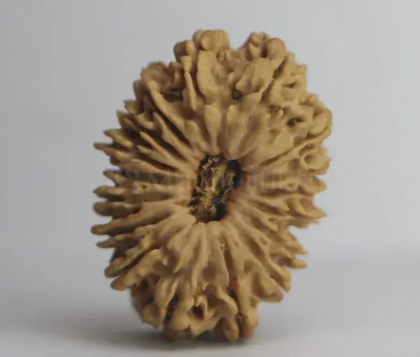17 Mukhi Rudraksha (Nepali) - Collector Bead