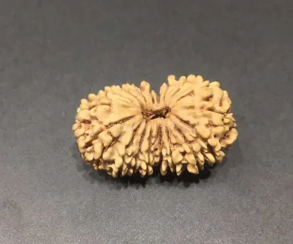 18 Face(mukhi) Rudraksha - Origin Nepali