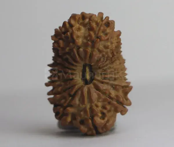 18 Mukhi Rudraksha (Nepali) - Medium Size