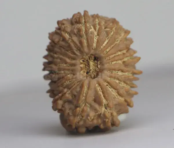 19 Mukhi Rudraksha (Nepali) - Medium Size