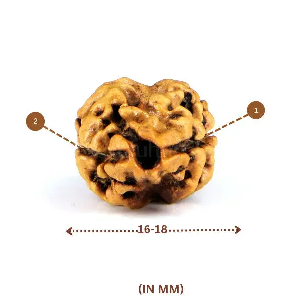 2 Mukhi Rudraksha (Nepali) - Small Size