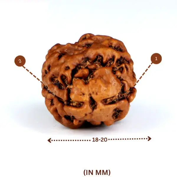 2 Mukhi Rudraksha (Nepali) - Medium Size