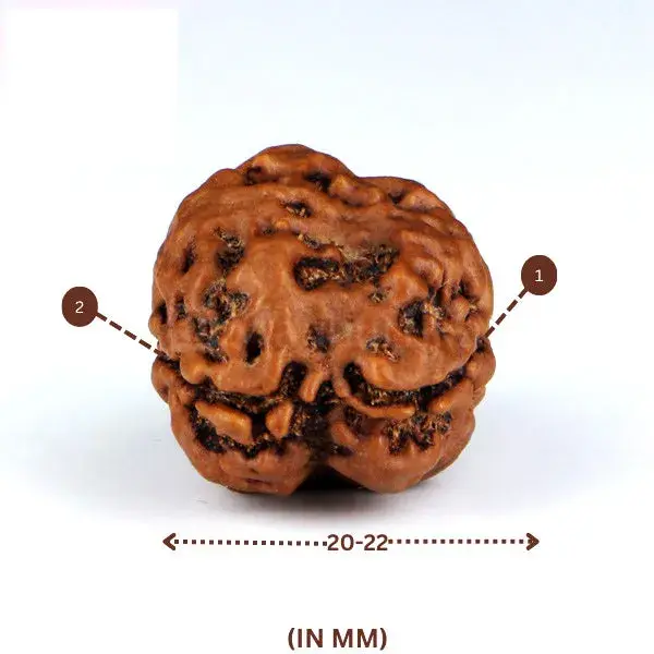 2 Mukhi Rudraksha (Nepali) - Big Size