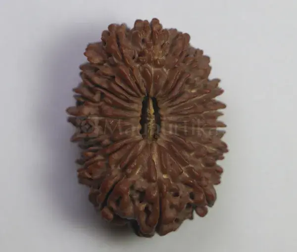 20 Mukhi Rudraksha (Nepali) - Collector Bead