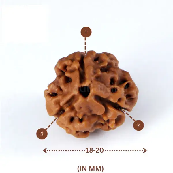 3 Mukhi Rudraksha (Nepali) - Small Size
