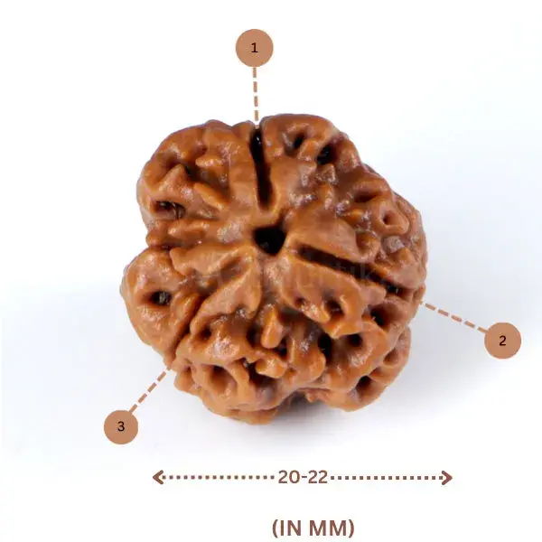3 Mukhi Rudraksha (Nepali) - Medium Size
