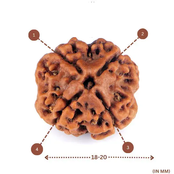 4 Mukhi Rudraksha (Nepali) - Small Size