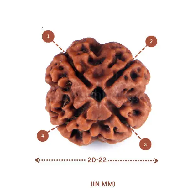 4 Mukhi Rudraksha (Nepali) - Medium Size