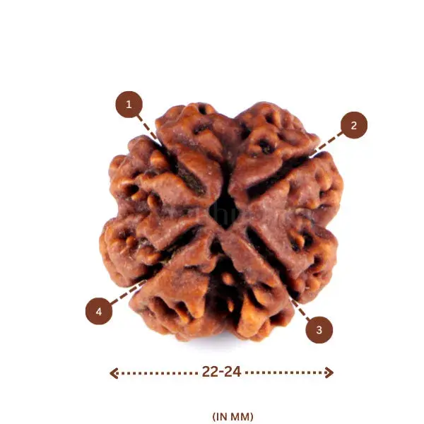 4 Mukhi Rudraksha (Nepali) - Big Size