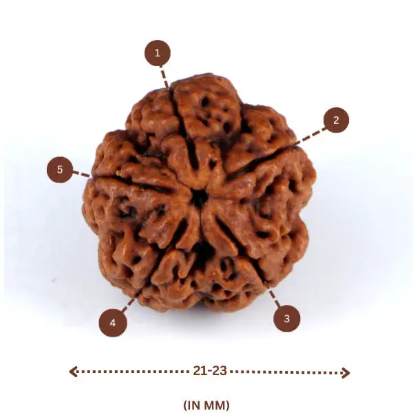 5 Mukhi Rudraksha (Nepali) - Medium Size