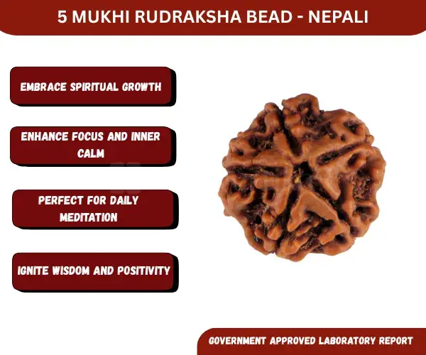 5 Mukhi Rudraksha (Nepali) - Big Size