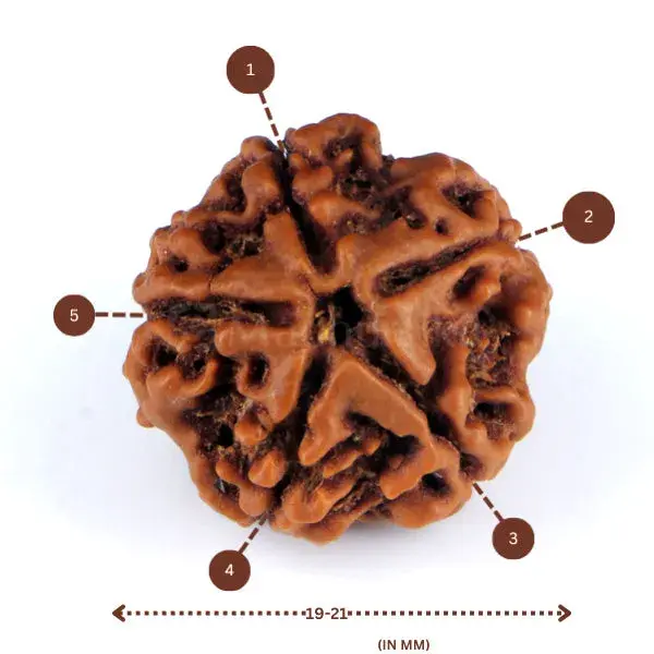 5 Mukhi Rudraksha (Nepali) - Small Size