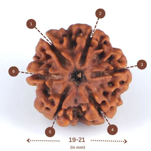 6 Mukhi Rudraksha (Nepali) - Small Size