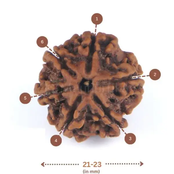 6 Mukhi Rudraksha (Nepali) - Medium Size