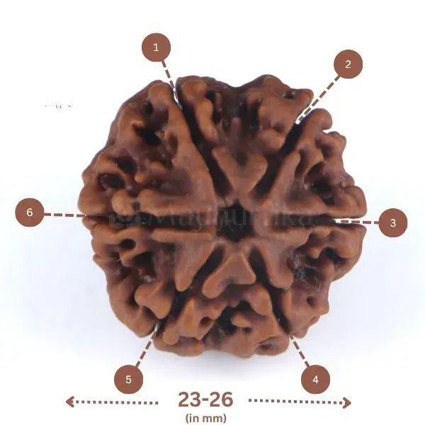 6 Mukhi Rudraksha (Nepali) - Big Size