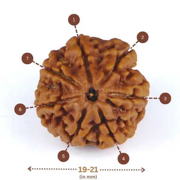 7 Mukhi Rudraksha (Nepali) - Small Size
